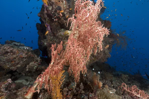 Chironephthya variabilis kızıl denizi. — Stok fotoğraf
