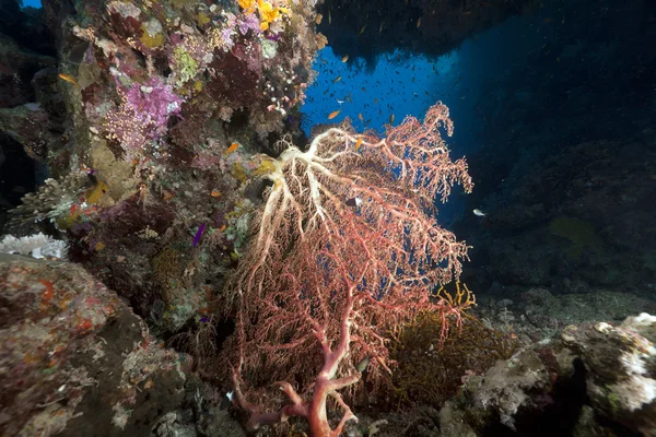 Chironephthya variabilis kızıl denizi. — Stok fotoğraf