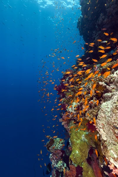 Trópusi zátony a Vörös-tengeren. — Stock Fotó
