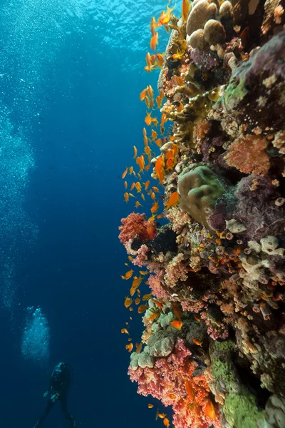 Tropiska rev och dykare i Röda havet. — Stockfoto