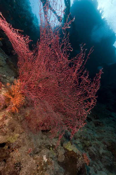 Mořský vějíř v Rudém moři. — Stock fotografie