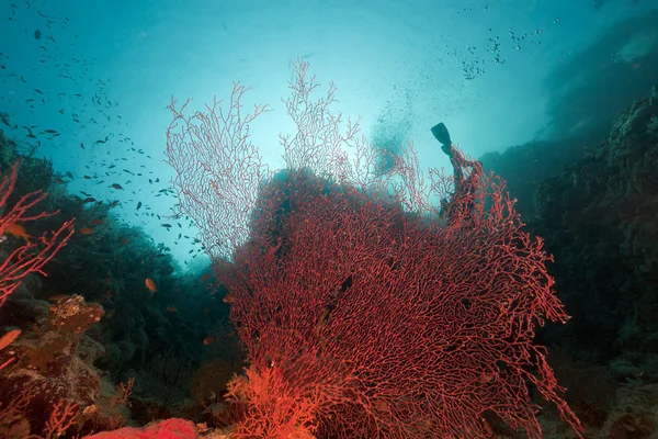 Kızıl Deniz 'de deniz yelpazesi. — Stok fotoğraf