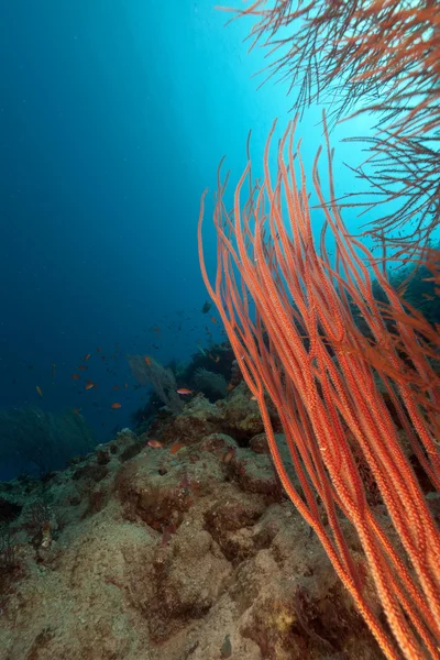 Látigo de racimo rojo en el Mar Rojo . —  Fotos de Stock