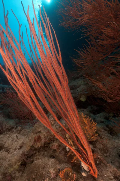 stock image Red cluster whip in the Red Sea.