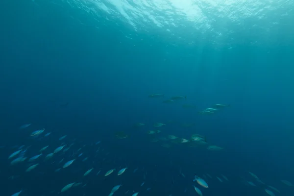 Fische und blaues Wasser im Roten Meer. — Stockfoto