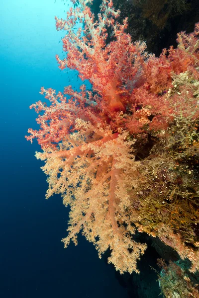 Kızıl Deniz 'deki tropik resif. — Stok fotoğraf