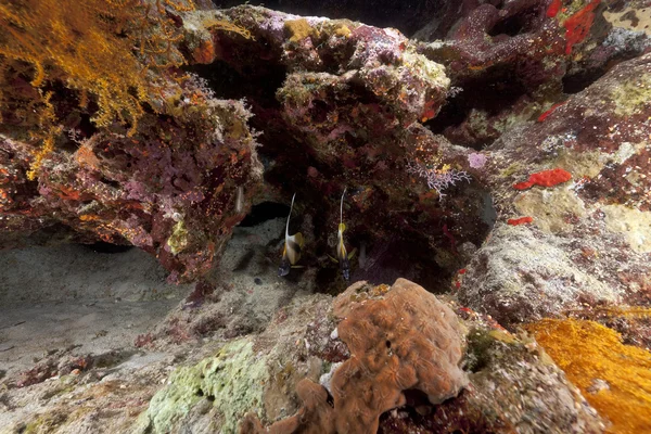 Bannerfish e barriera corallina tropicale nel Mar Rosso . — Foto Stock