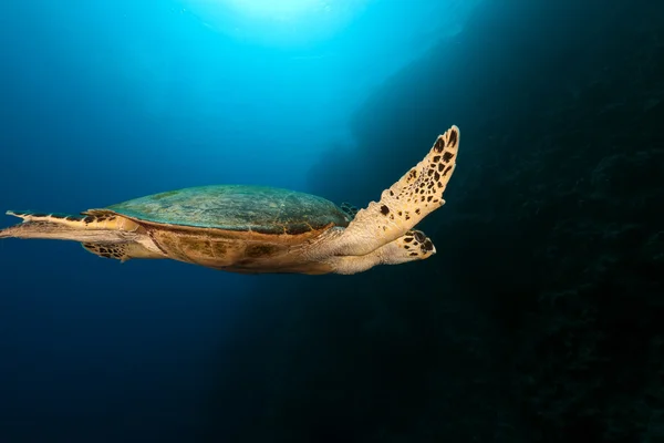 Hawksbill schildpad in de Rode Zee. — Stockfoto