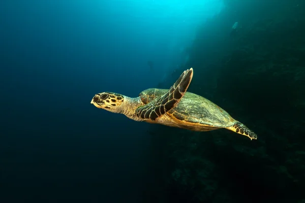 紅海のホークスビルカメ. — ストック写真