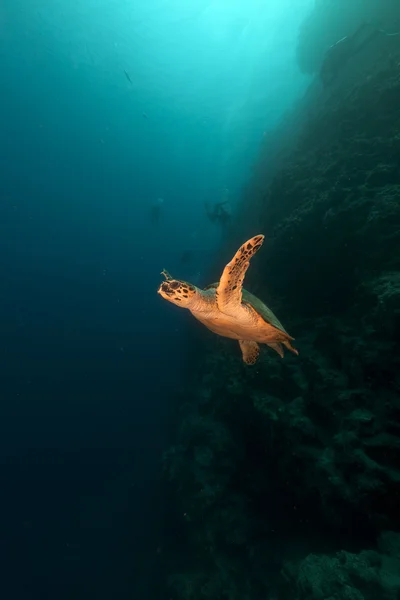 Tortuga carey y buzos en el Mar Rojo . — Foto de Stock