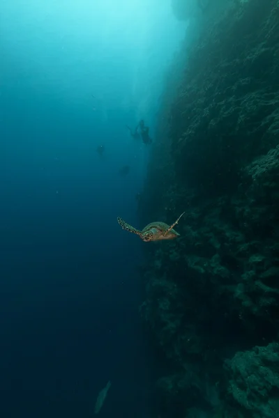 Tartaruga Hawksbill e mergulhadores no Mar Vermelho . — Fotografia de Stock
