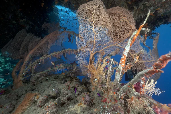 紅海の seafan と熱帯のサンゴ礁. — ストック写真