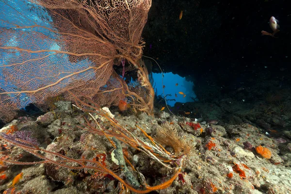 stock image Seafan and tropical reef in the Red Sea.