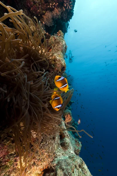 Великолепный анемон и тропический риф в Красном море . — стоковое фото