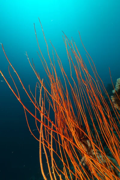 Frusta a grappolo rosso e barriera corallina tropicale nel Mar Rosso . Foto Stock Royalty Free