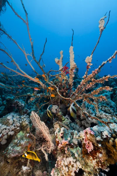 Pesce e barriera corallina tropicale nel Mar Rosso. Fotografia Stock