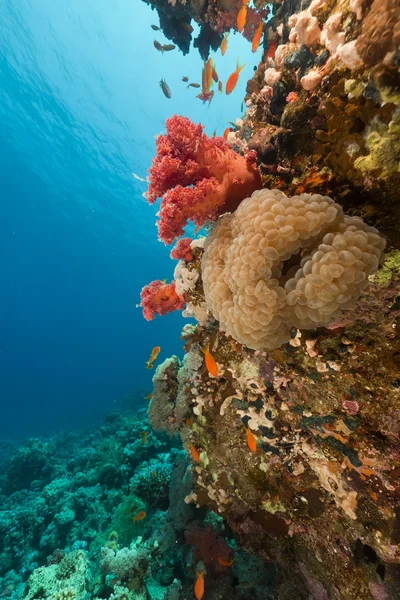 Pesce e barriera corallina tropicale nel Mar Rosso. Immagine Stock