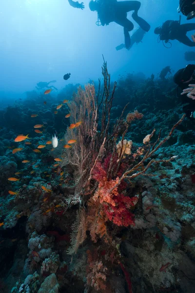 Scuba duikers en tropische rif in de rode zee. Stockfoto