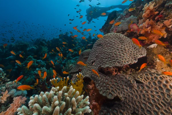 Mergulhador e recife tropical no Mar Vermelho . Imagens De Bancos De Imagens Sem Royalties
