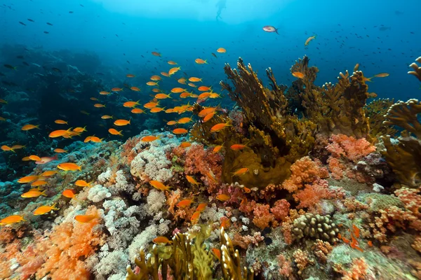 Pesce e barriera corallina tropicale nel Mar Rosso. Foto Stock