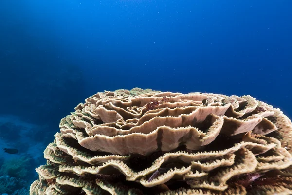 Corallo di lattuga nel Mar Rosso. Immagini Stock Royalty Free