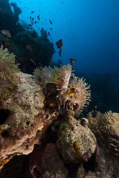 Magnifico anemone nel Mar Rosso . Immagine Stock
