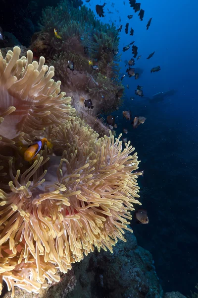 Prachtige anemone in de rode zee. Stockafbeelding