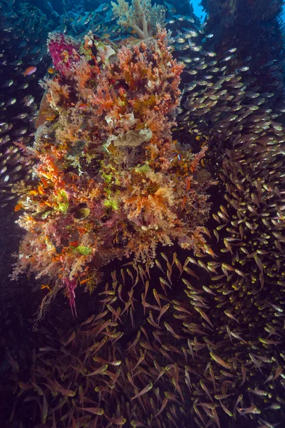 Gouden veegmachines (parapriacanthus ransonneti) in de rode zee. Stockfoto