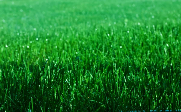 Funkelndes Gras — Stockfoto