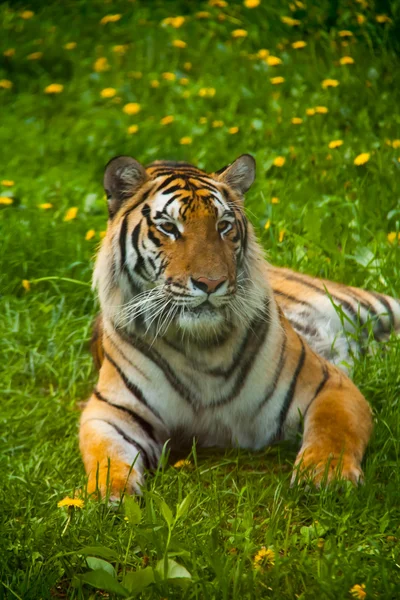 Tiger Looking Past — Stock Photo, Image