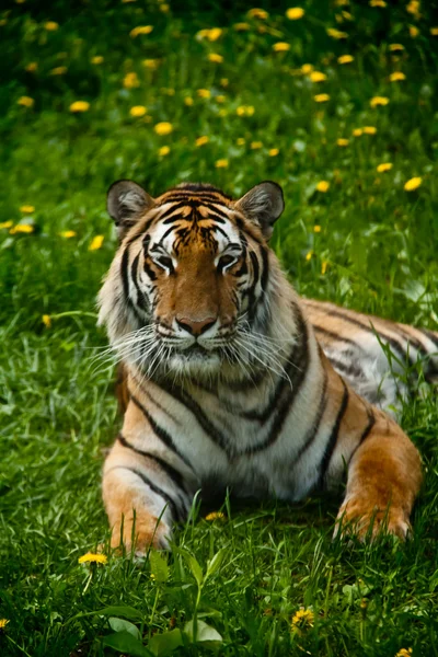 Regal Tiger — Stock Photo, Image