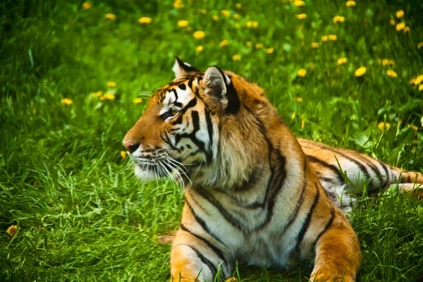 Tiger schaut weg lizenzfreie Stockfotos