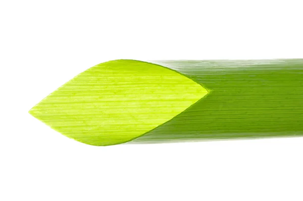 Yeşil soğan — Stok fotoğraf