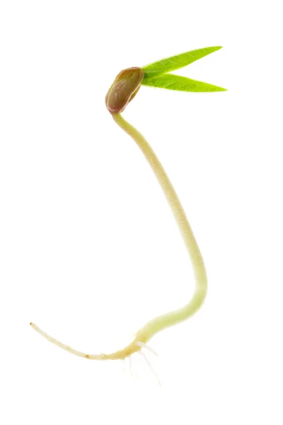 Mung bean sprout — Stock Photo, Image