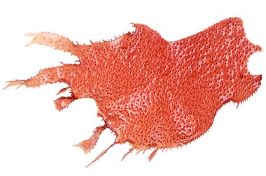 Red marine algae clipart