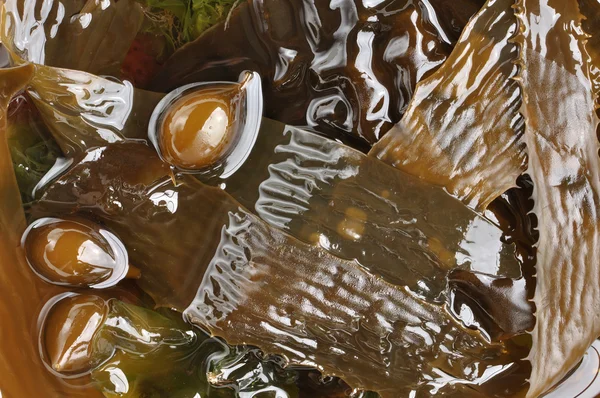 갈색 조류 — 스톡 사진