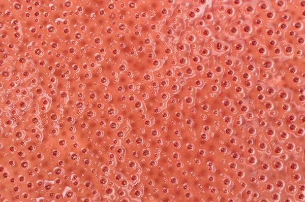Червоні водорості — стокове фото