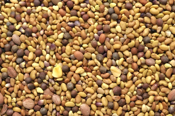 Kiełkowanie nasion — Zdjęcie stockowe