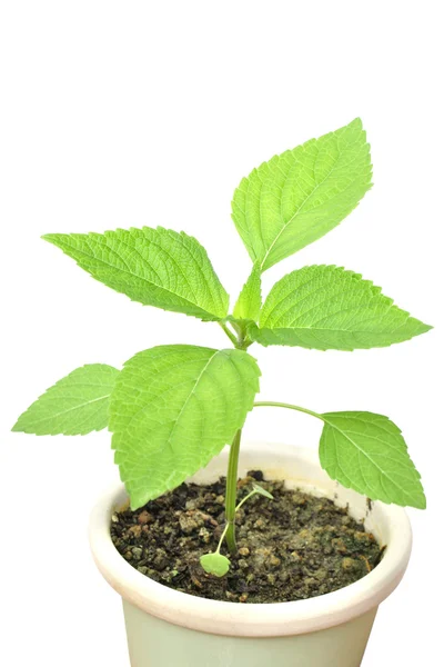 Planta Chia — Fotografia de Stock