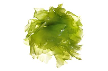 Green algae clipart