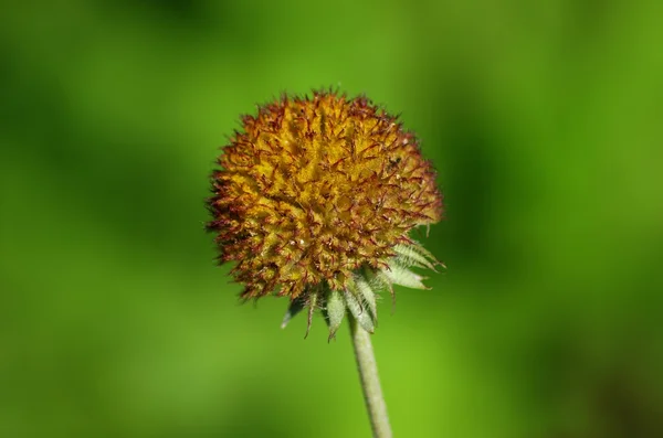 stock image Flower