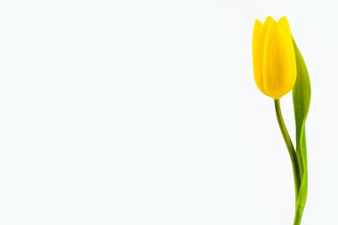 Yellow tulip clipart