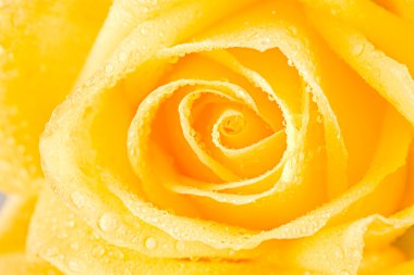 Yellow rosebud clipart