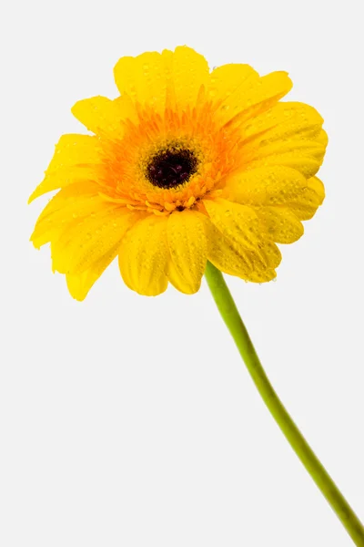 Żółty stokrotka — Zdjęcie stockowe