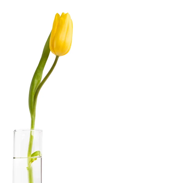 Tulipa em copo de água — Fotografia de Stock