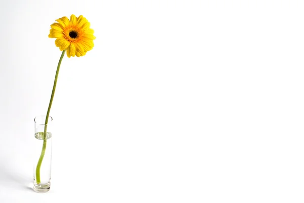 Gele daisy — Stockfoto