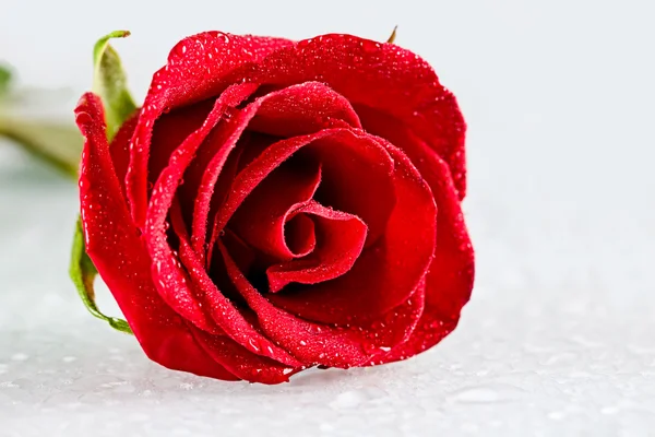 Friss rose신선한 로즈 — 스톡 사진