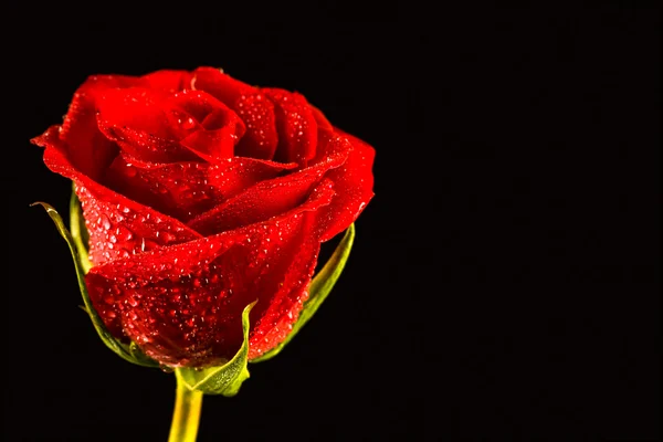 Zbliżenie: róża — Zdjęcie stockowe