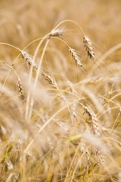 Golden crops — Stock Photo, Image