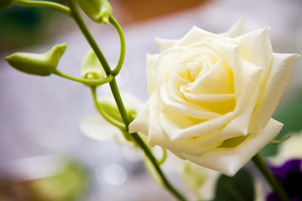Bílá růže — Stock fotografie